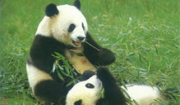 熊猫1108最新爆料,娱乐圈最新爆料大起底！